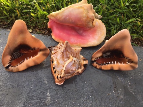 finding helmet conch, sand dollars sea glass and shells in Eleuthera